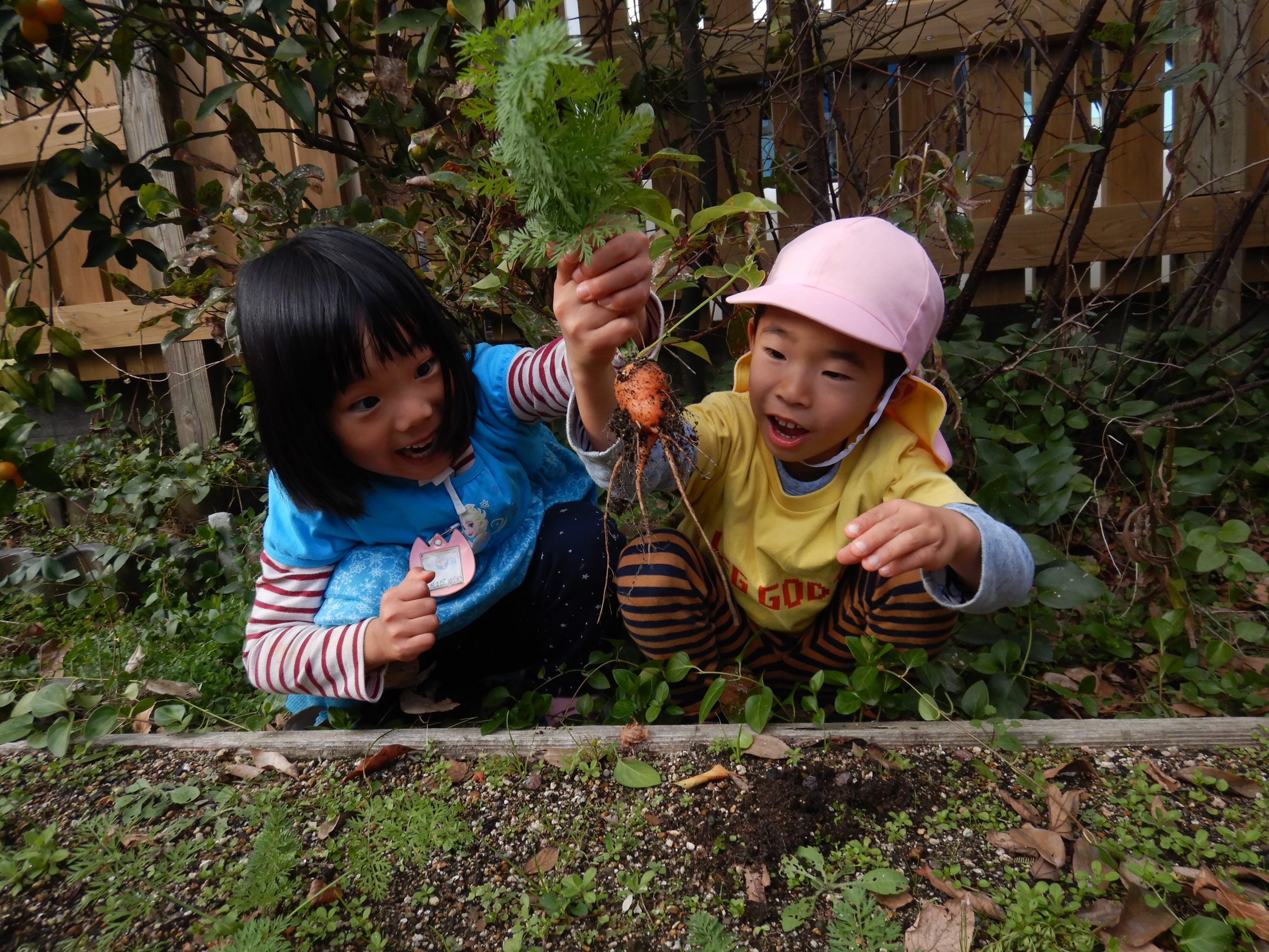 にんじんを収穫しました！　～年少組～