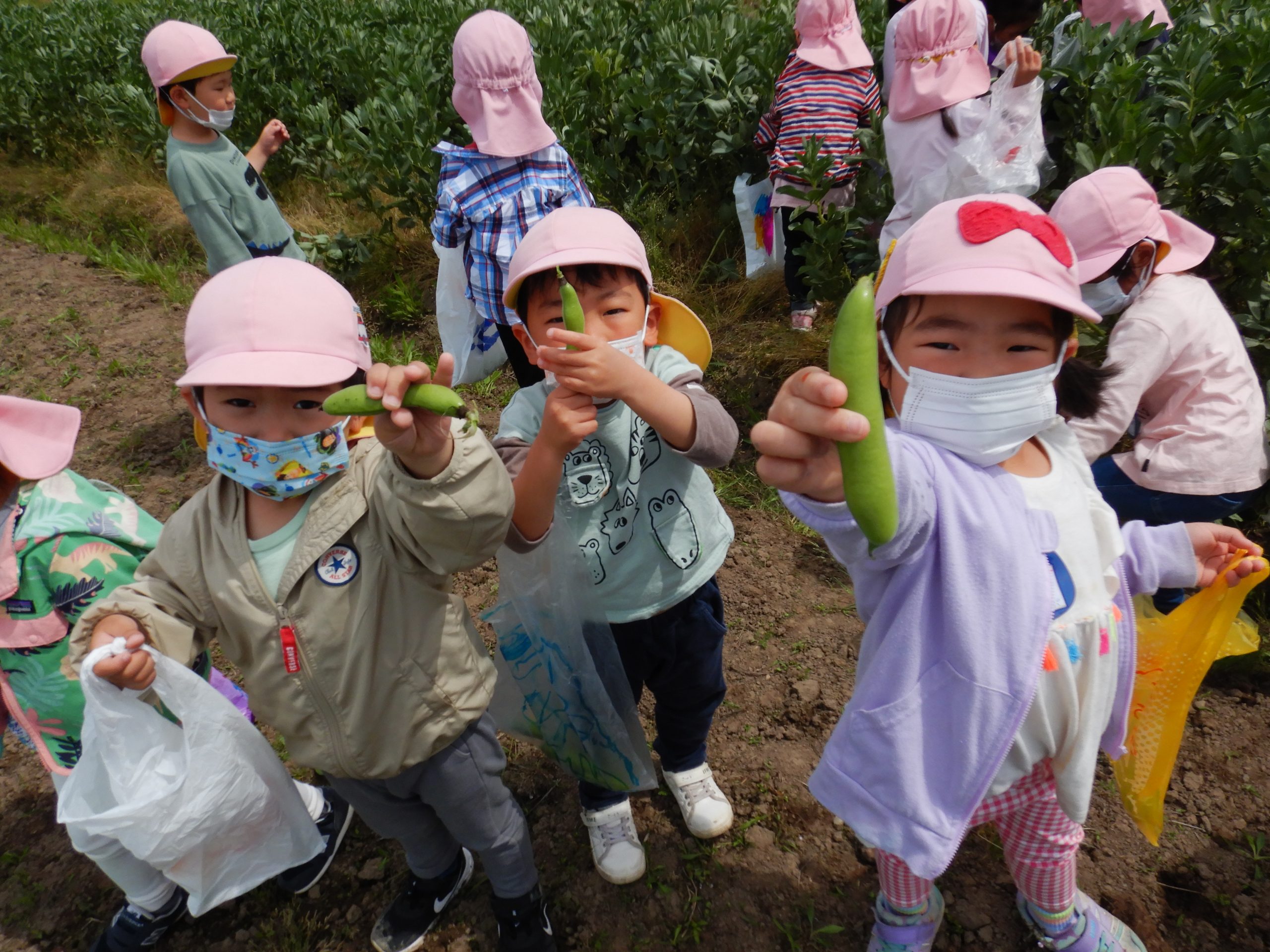 ソラマメ採り＆パーティー（年中組）