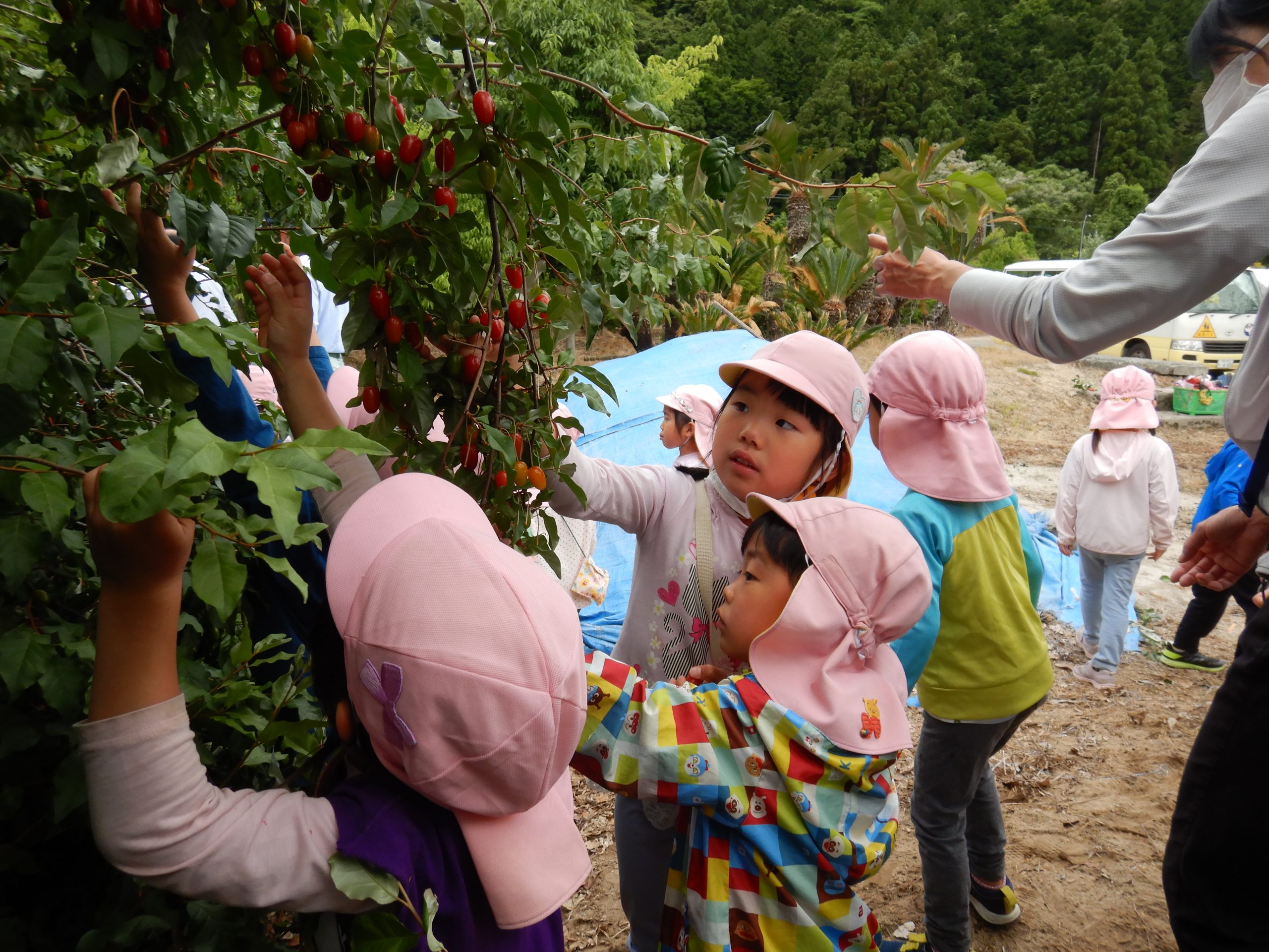 グミ採りにいったよ！（年中組）