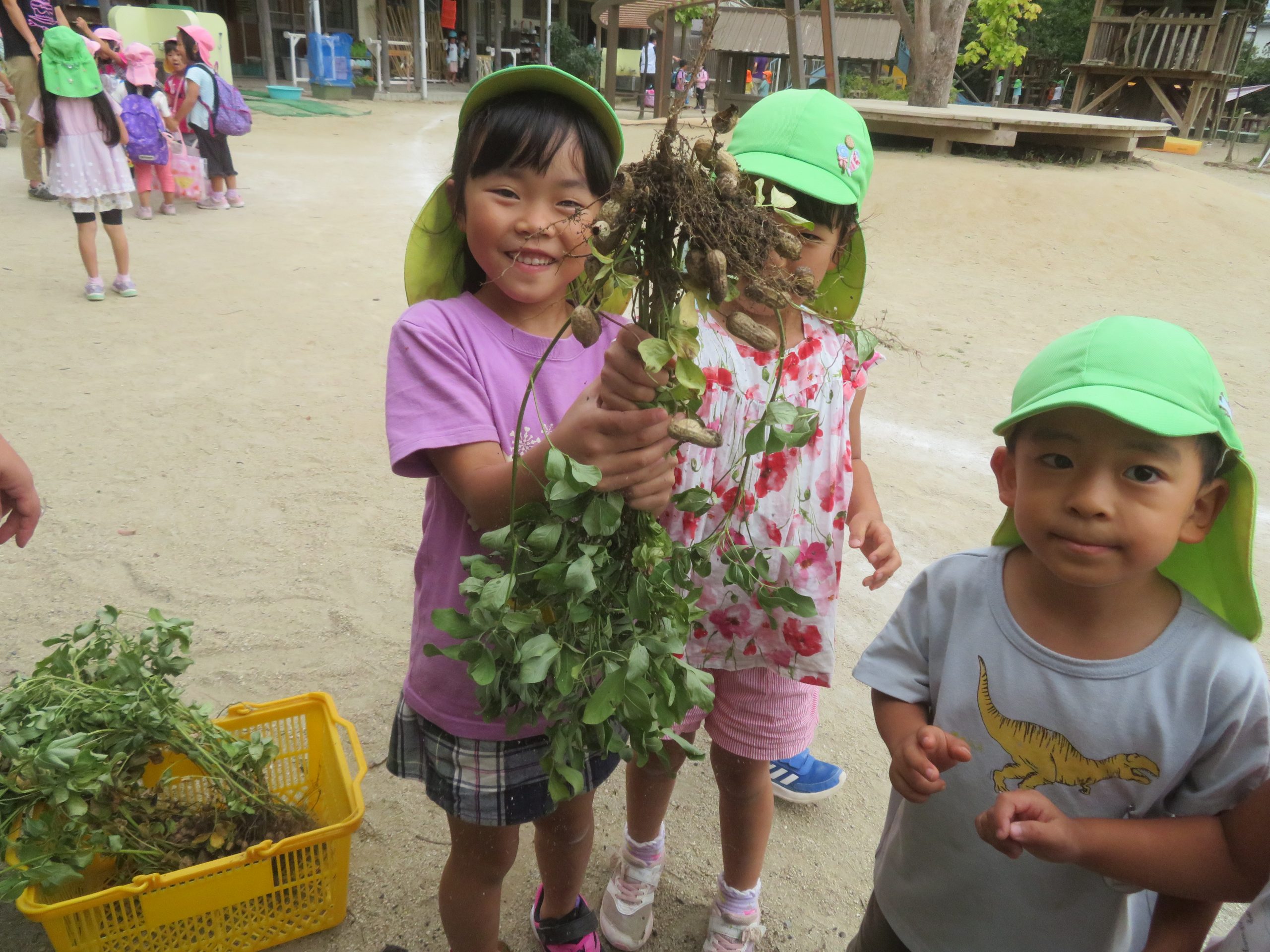 落花生と里芋がたくさん採れたよー！！（年長組）