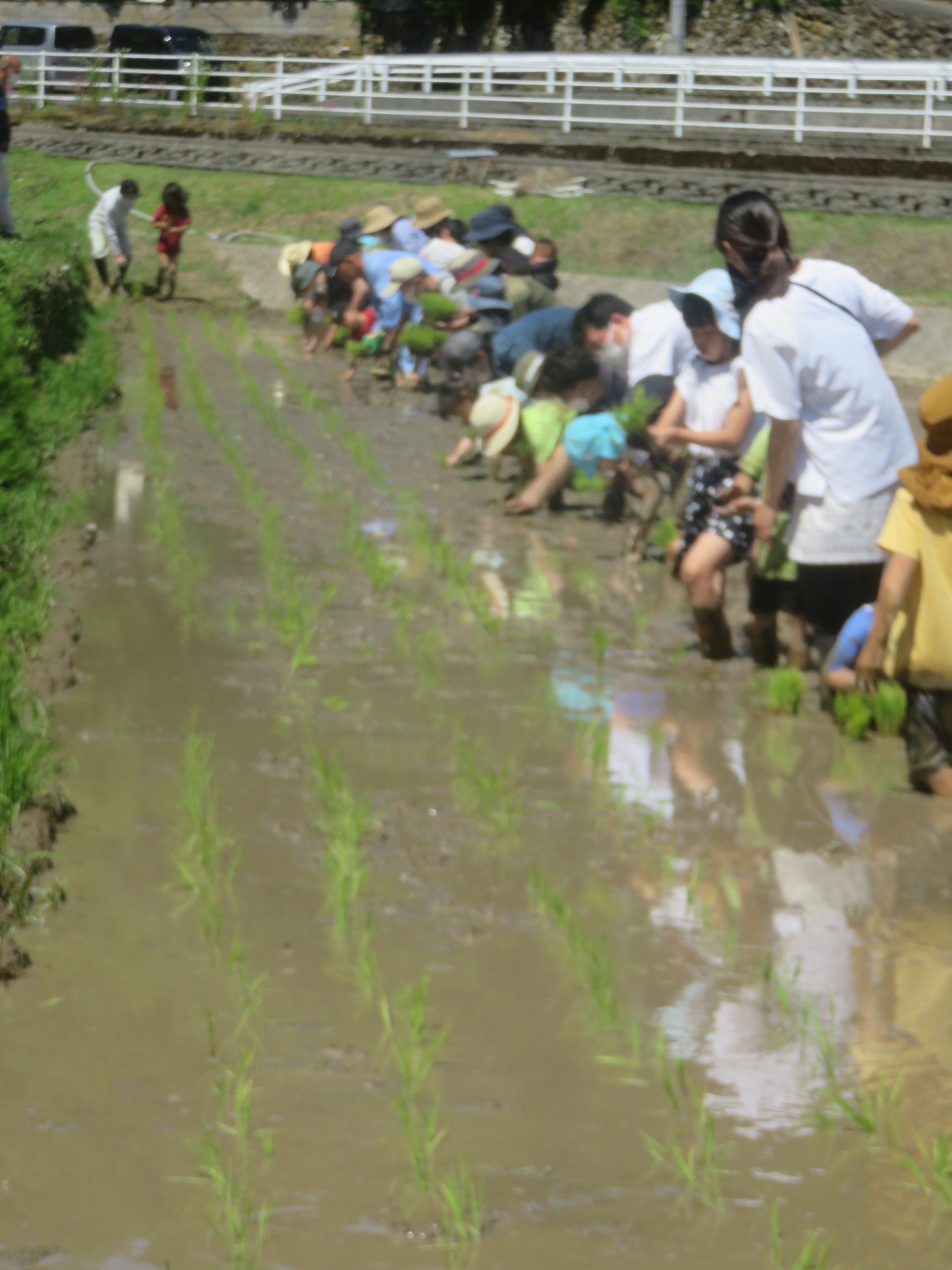 お家の人と田植え体験をしたよ！（年長組）