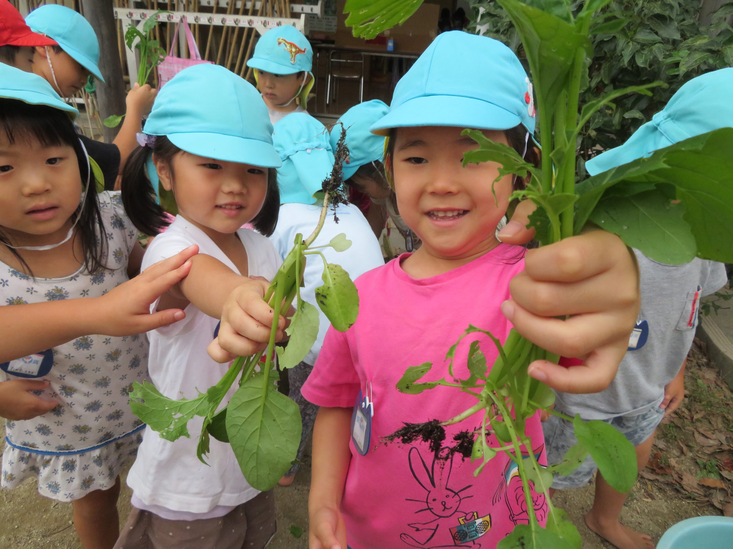小松菜を収穫したよ！！（年中組）