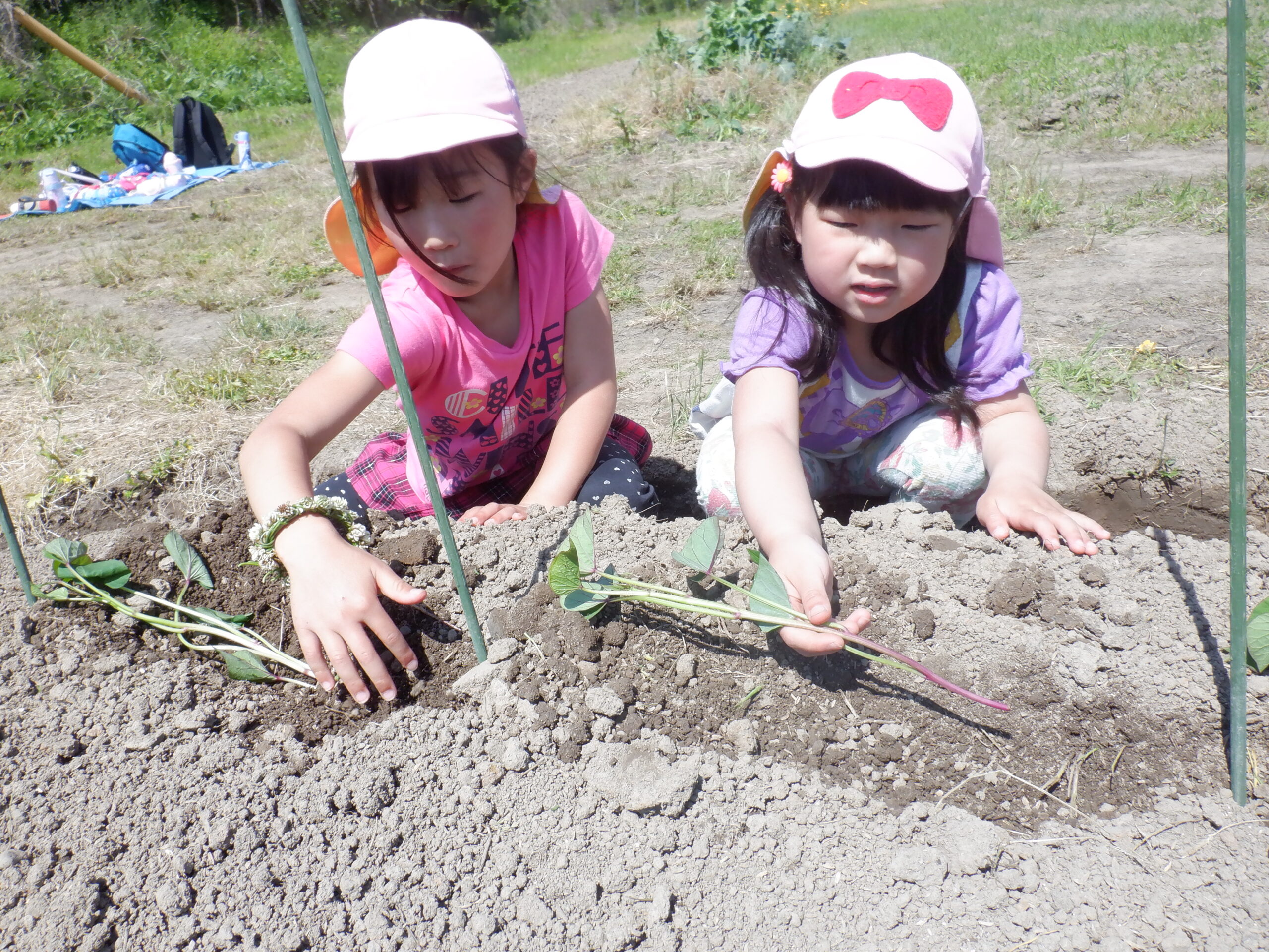 お芋の苗植えに行ったよ（年長組）