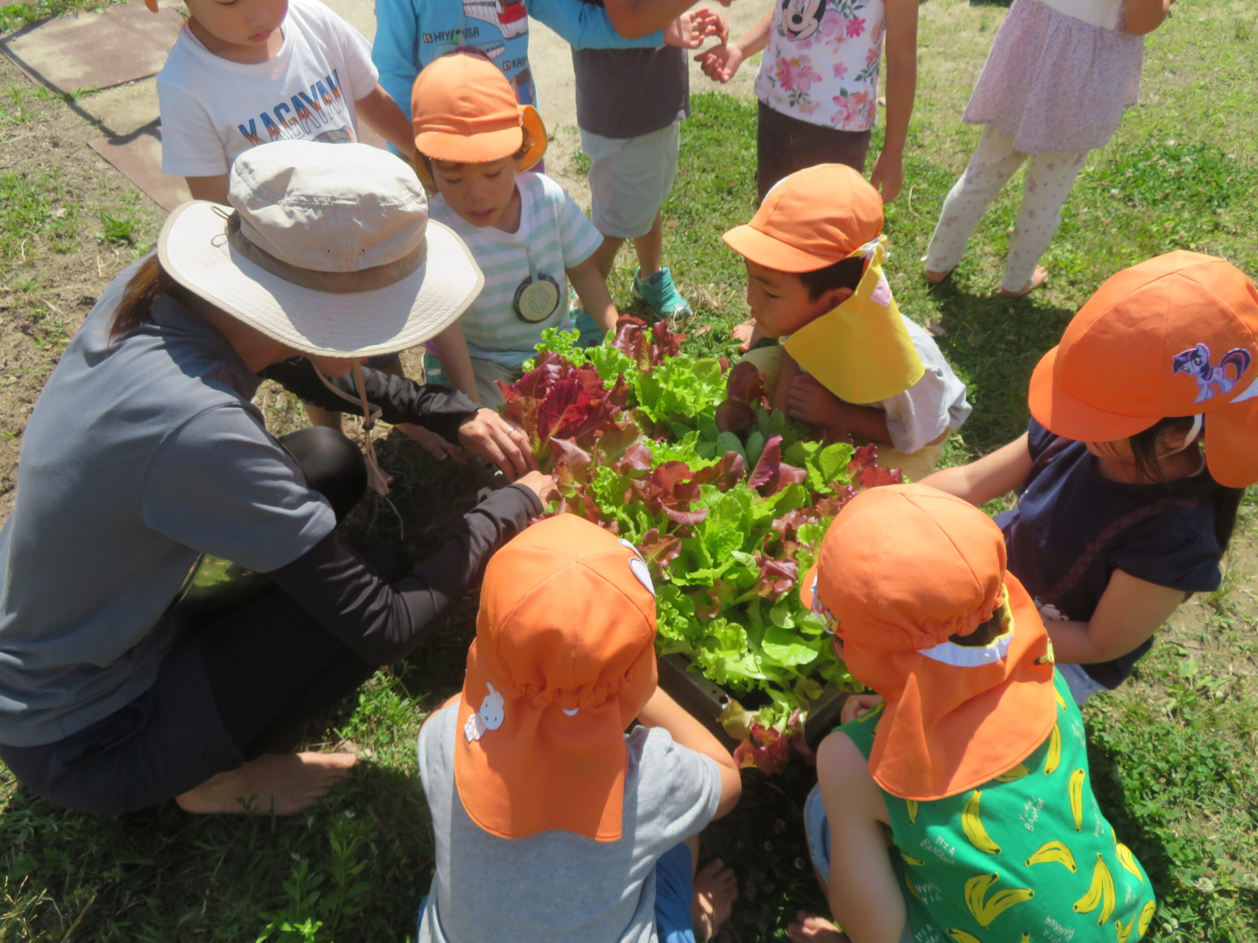 サンドイッチを作ったよ～！（年中組）