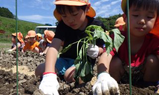5/15(水)　お芋の苗植えをしたよ！【年長組】